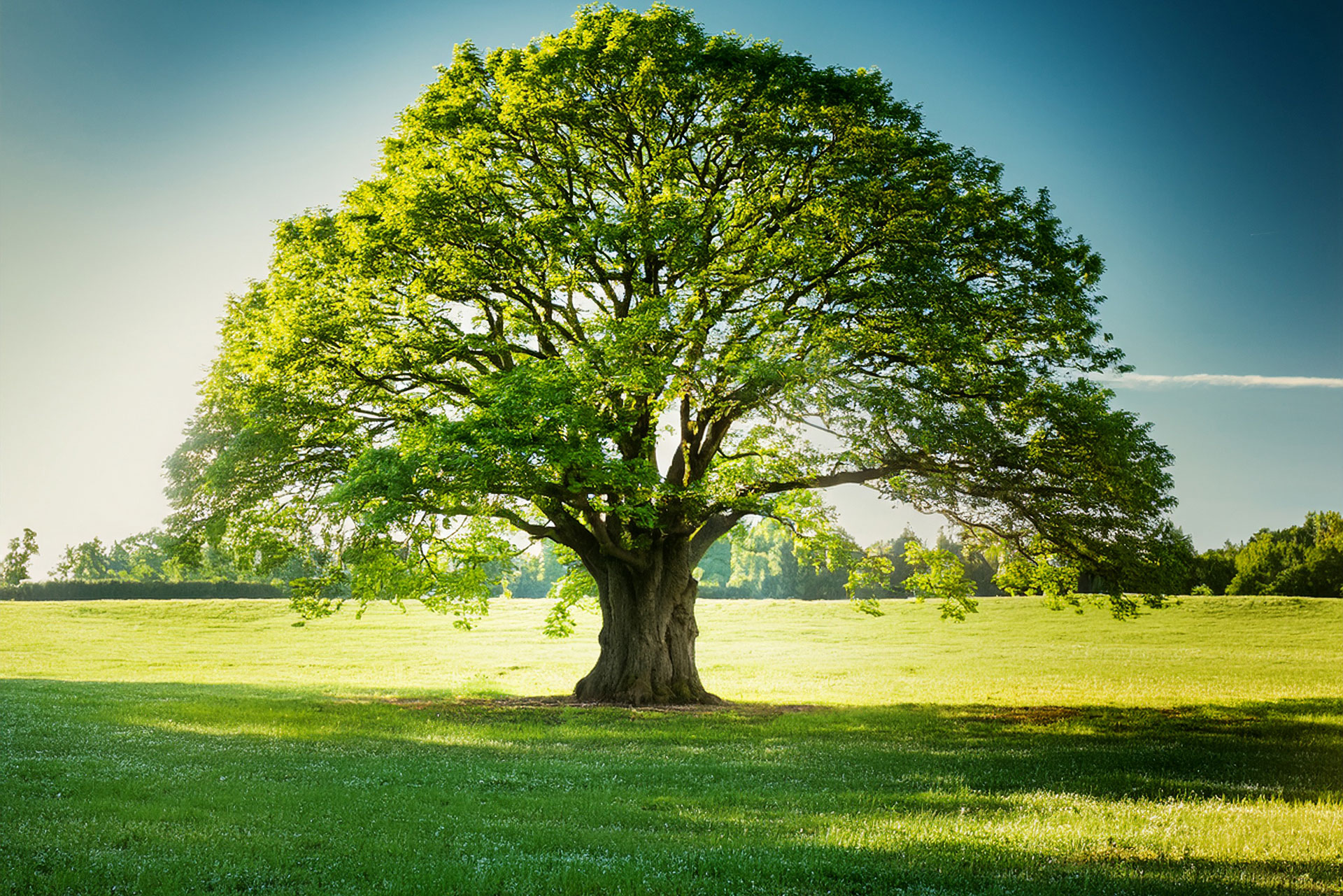 Por qué es importante la mentoría de traders reales y cómo diferencia a UpsideFunding. Picture of a large tree